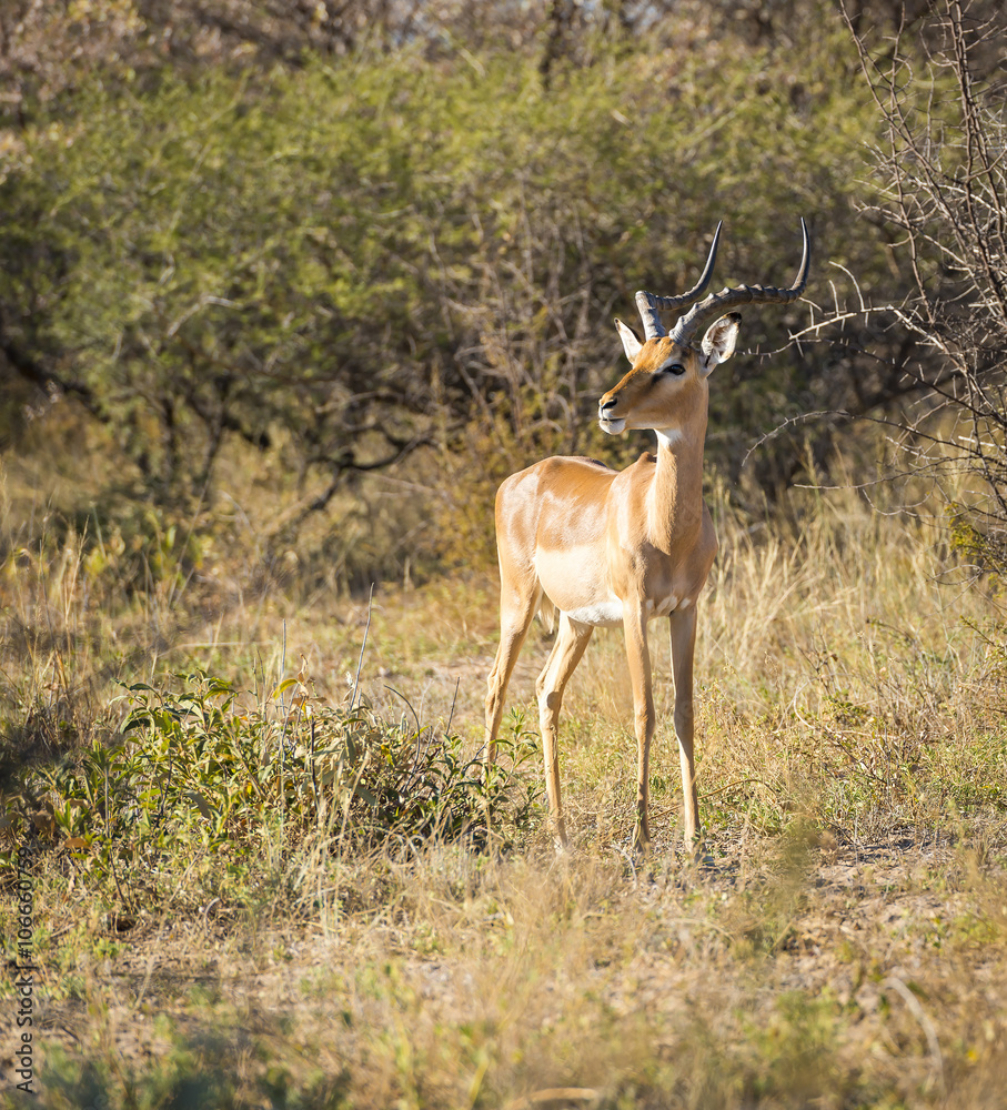 Impala Africa Impala Africa