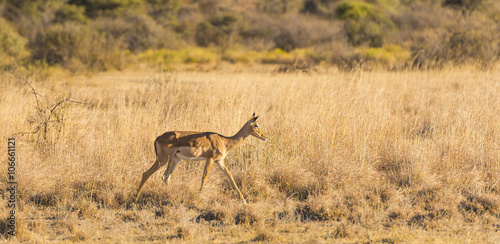 Impala Africa