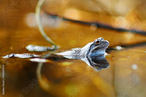 Common green frog in water photo
