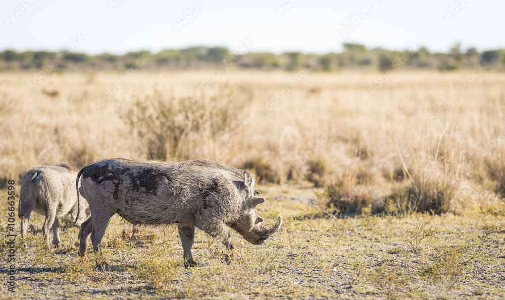Warthog Warthog