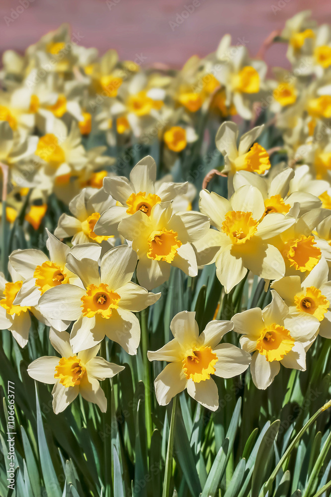 水仙の花