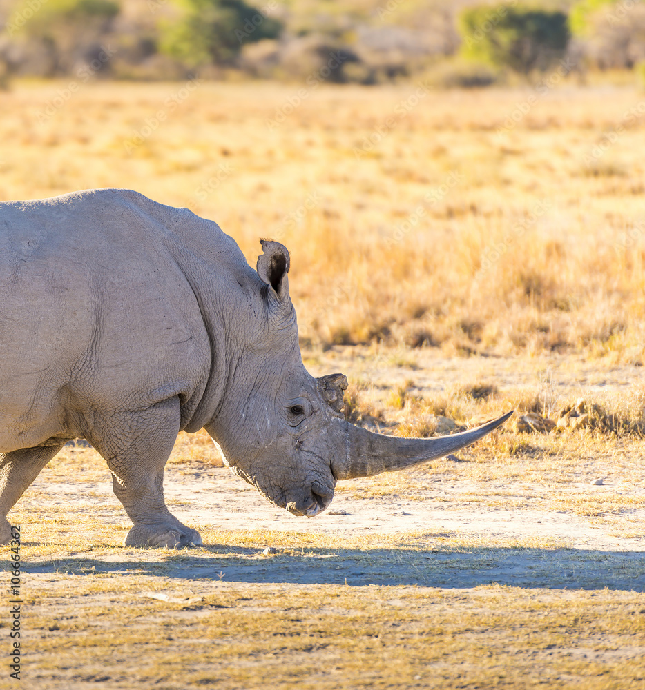 Obraz premium White Rhino