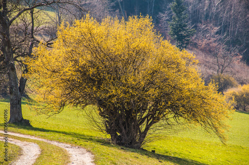 Blühender Dirndlstrauch