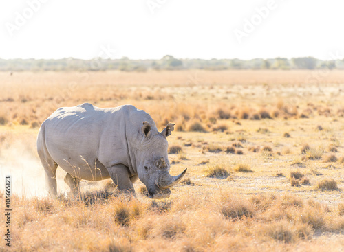 White Rhino Marking Territory © THP Creative