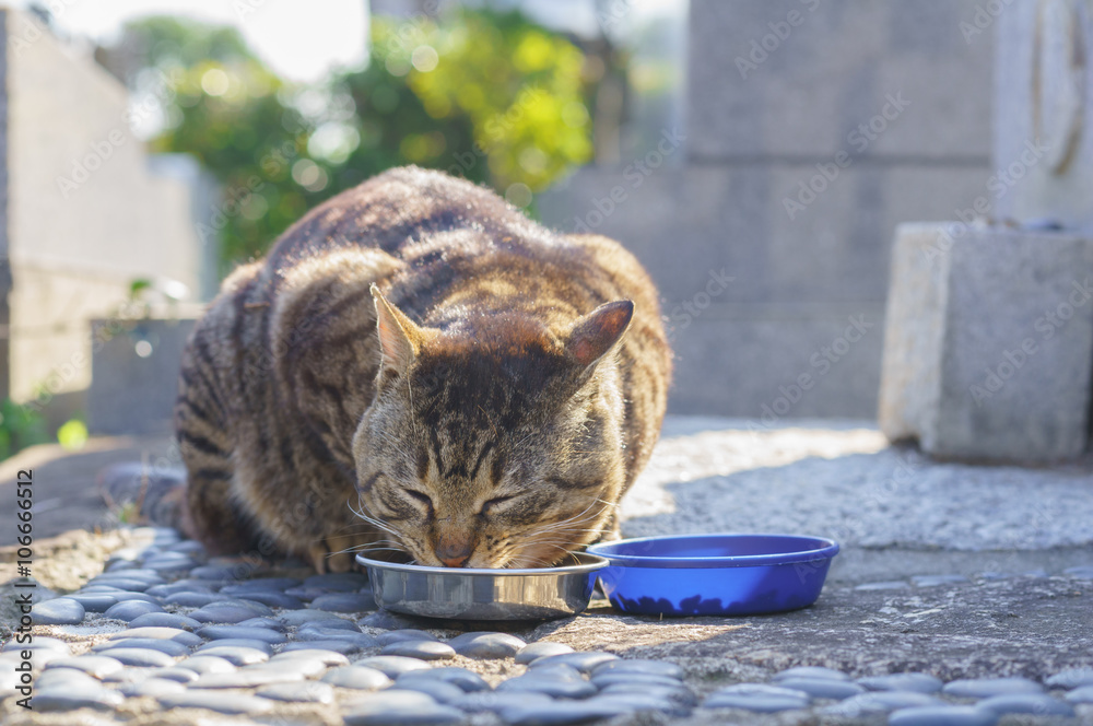 Obraz premium 猫