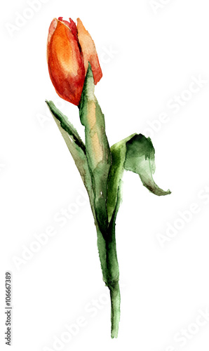 Red Tulip flower