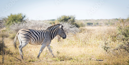 Zebra