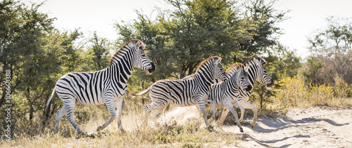 Zebra © THP Creative