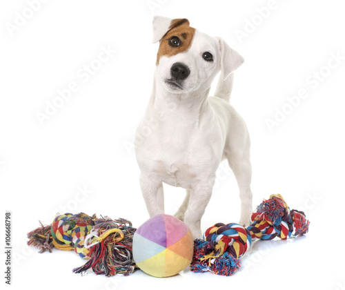 Fototapeta Naklejka Na Ścianę i Meble -  young jack russel terrier and toys