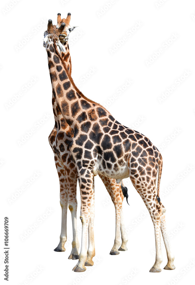 Loving giraffes isolated on white background