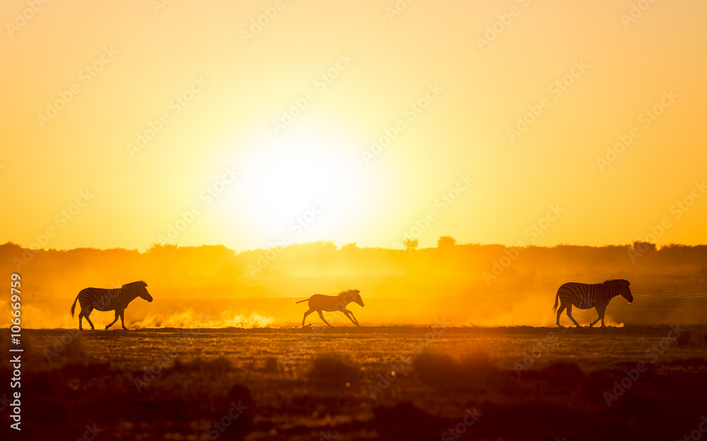 Zebra Family Sunset Zebra Family Sunset