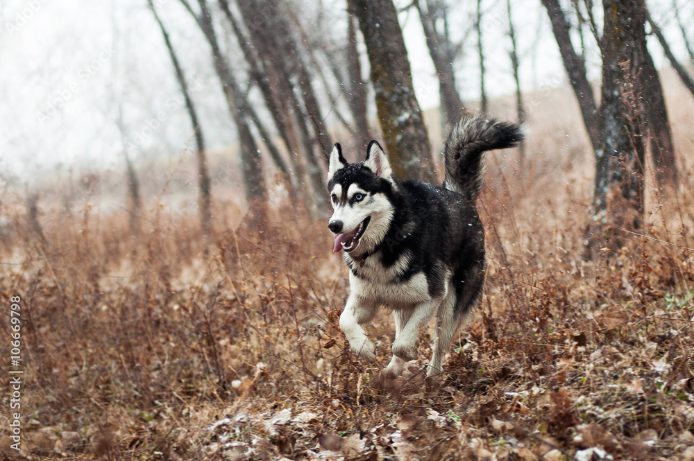 Black and white Siberian husky running