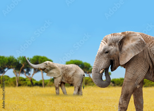 African elephants © vencav