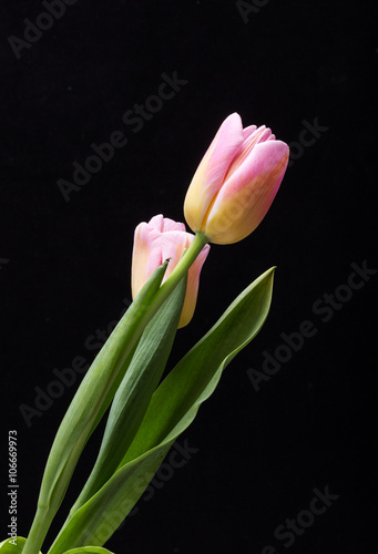  fresh spring pink tulip flower