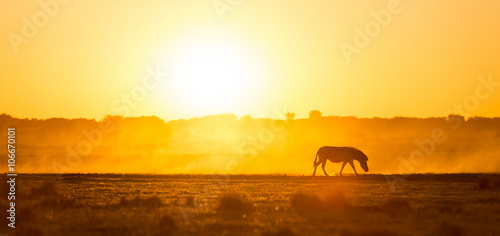 Fototapeta Naklejka Na Ścianę i Meble -  Zebra Sunset Africa