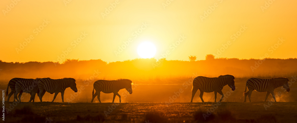 Zebra Sunset Africa