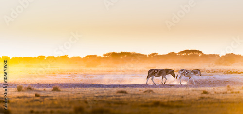 Zebra Sunset Botswana