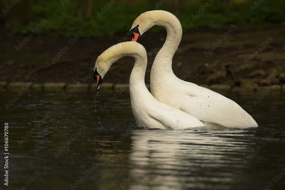 Fototapeta premium Mute Swan - Copulation part 5/6 - final of the copulation.