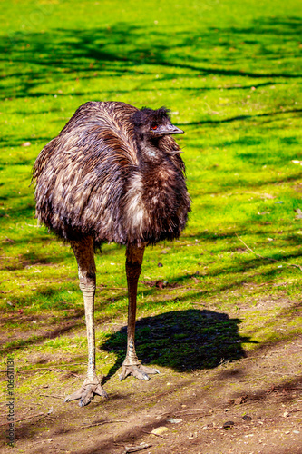 Emu on Meadow