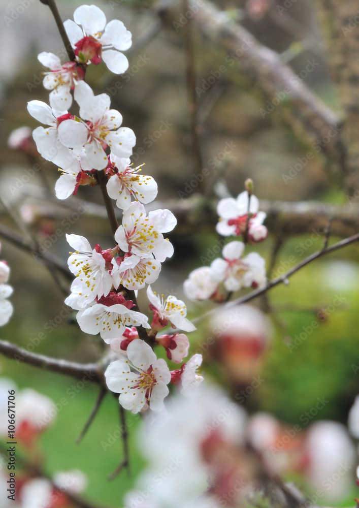 rameau fleuri d'un abricotier dans un jardin 