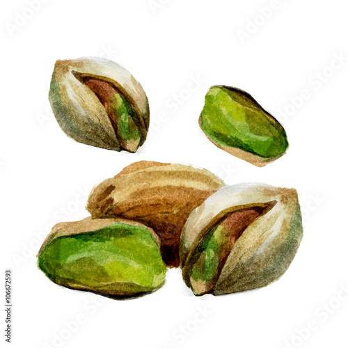 Watercolor pistachio isolated
