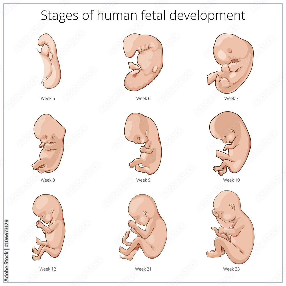 Póster Stages of human fetal development schematic vector – Cuadro para ...