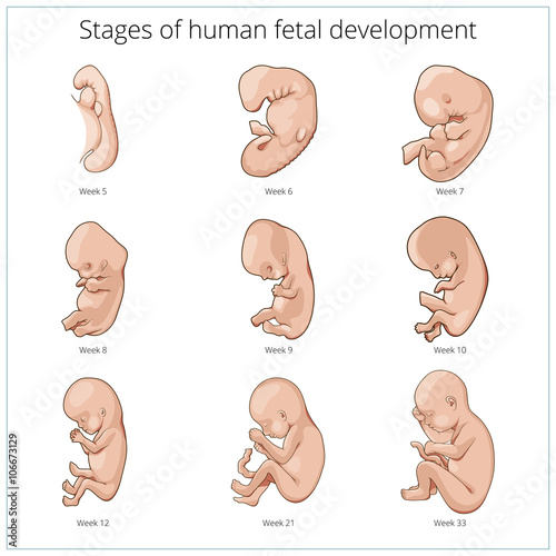 Fotografie, Obraz Stages of human fetal development schematic vector