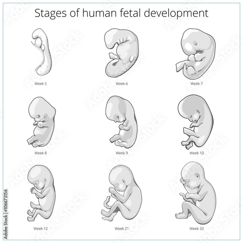 Fotografia, Obraz Stages of human fetal development schematic vector