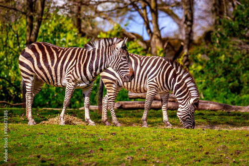 Plains Zebra Feeding