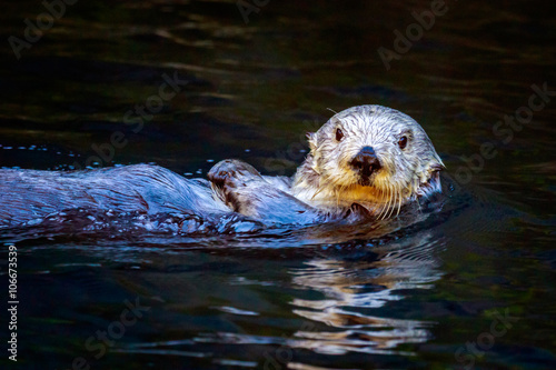 Southern Sea Otter © pngstudio