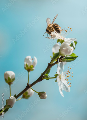 Apple branch spring flowers and blossoms with bee on blue skies