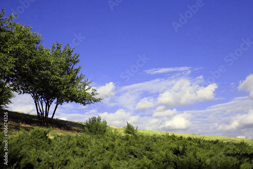 Big tree, sun and blue sky