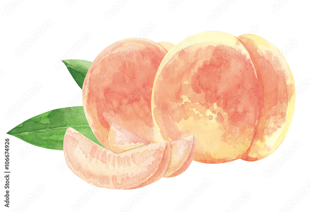 peach. watercolor painting on white background peach. watercolor painting on white background