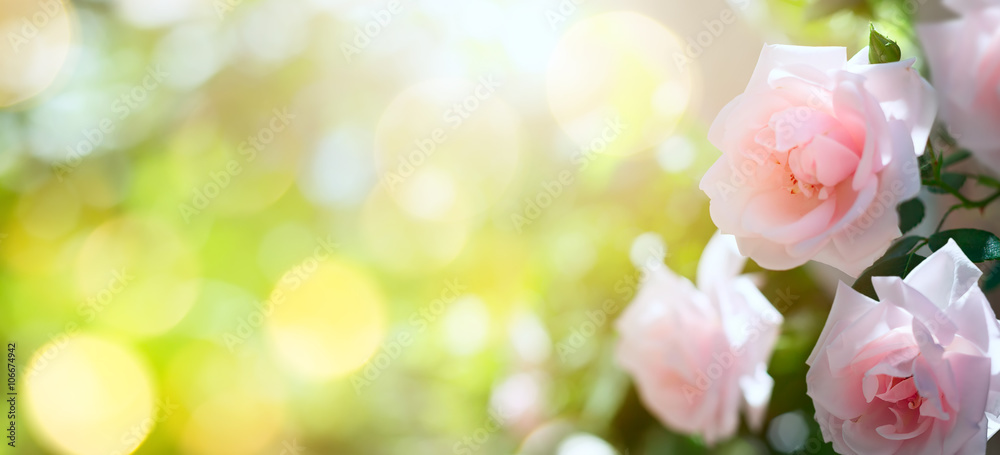 Obraz premium art Abstract spring or summer floral background