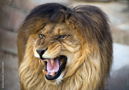 lion with opened mouth