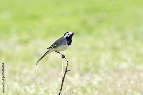 Beautiful black and white bird, Male of White Wagtail (Motacilla alba) standing on branch