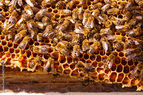 Busy bees, close up view of the working bees on honeycomb.