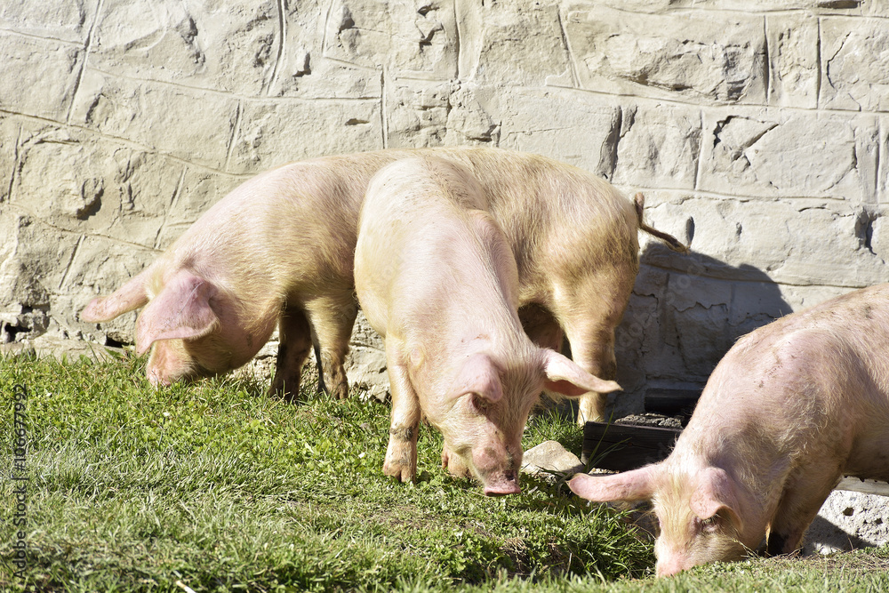 Small cute pigs walking on grass and muddy field Small cute pigs walking on grass and muddy field