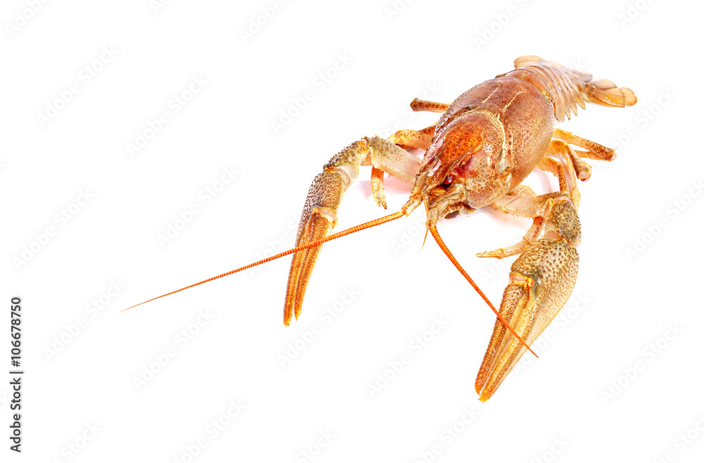 Crayfish on a white background. Crayfish isolated on white Crayfish on a white background. Crayfish isolated on white