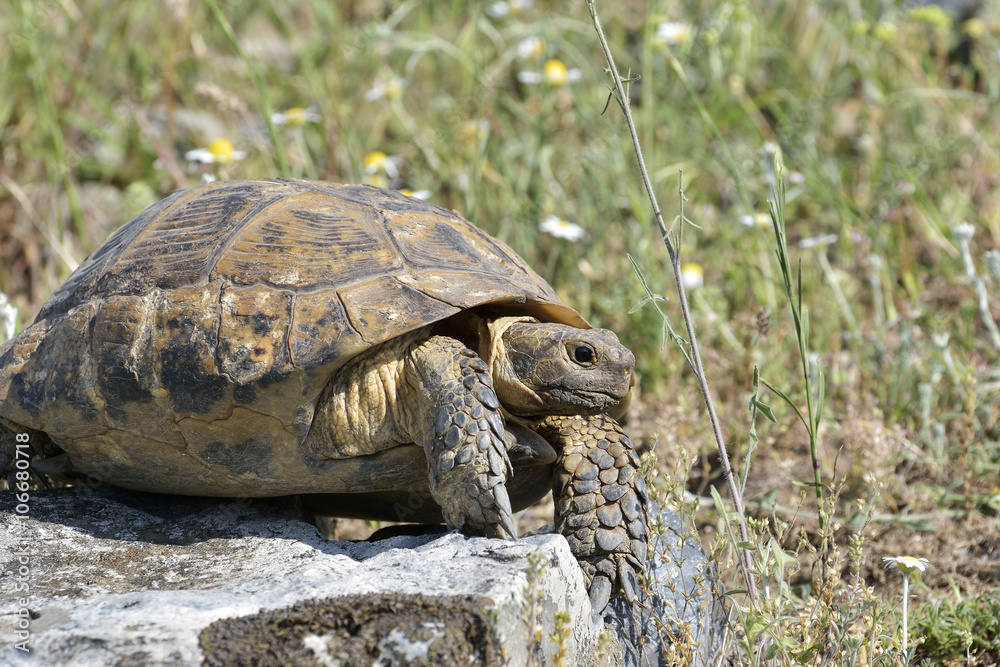 Spur thighed turtle (Testudo graeca) Spur thighed turtle (Testudo graeca)