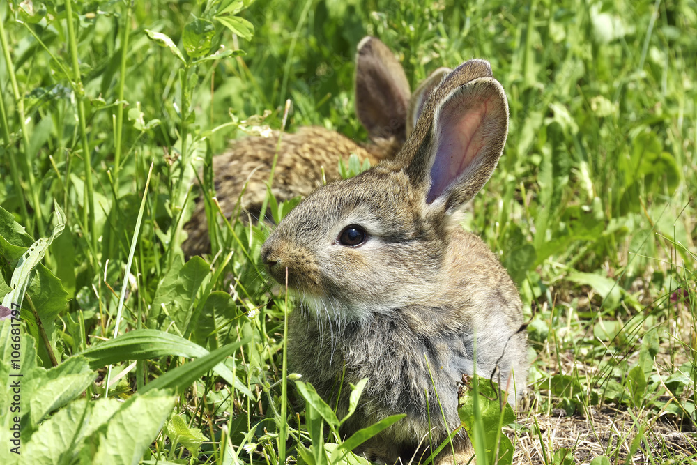Fototapeta premium little rabbits on a pasture