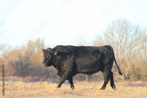 Angus Bull walking in winter pasture