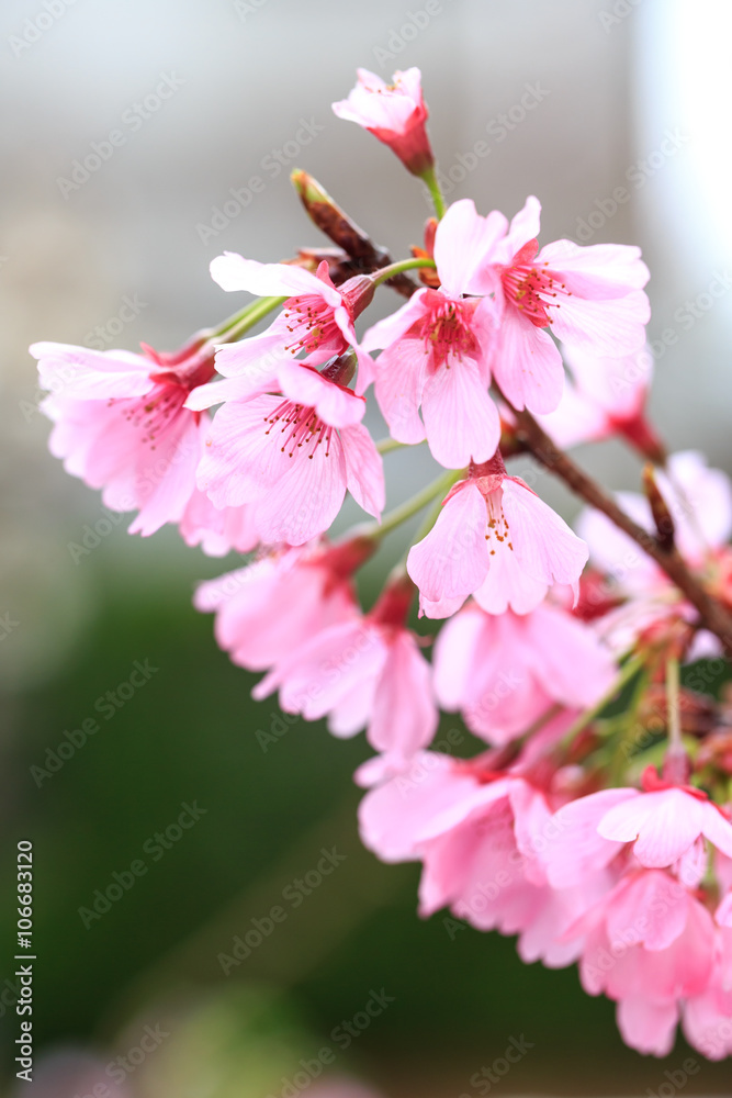 Obraz premium 桜の花