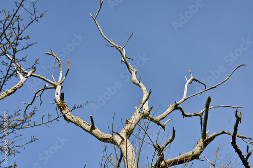 Detail of a dry tree