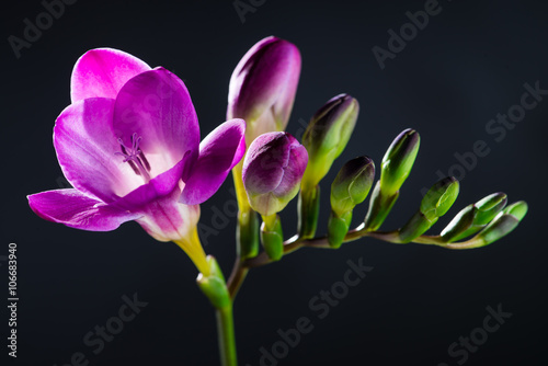 Fototapeta Naklejka Na Ścianę i Meble -  The branch of purple freesia with flowers and buds on black back