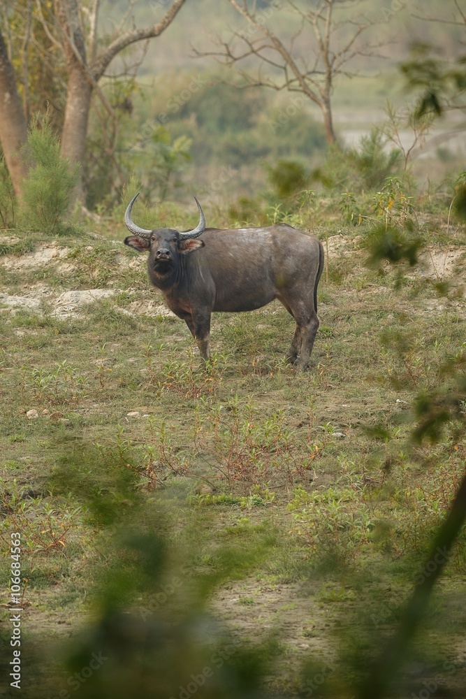 Big wild water buffalo in Kaziranga/Big wild water buffalo in Kaziranga Big wild water buffalo in Kaziranga/Big wild water buffalo in Kaziranga