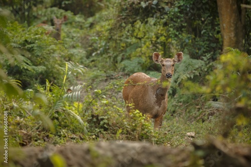 hog deer on the grassland of Kaziranga in Assam/hog deer on the grassland of Kaziranga in Assam photo