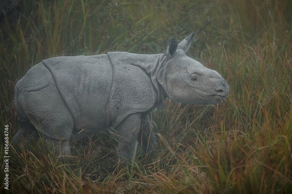 Fototapeta premium Cute little indian rhino calf/Cute little indian rhino calf from Kaziranga National Park in Assam