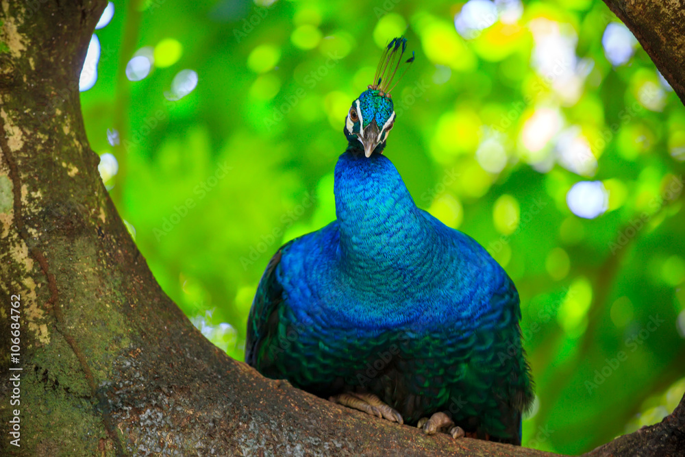 Fototapeta premium Indian blue peafowl in Kuala Lumpur, KL Bird Park, Malaysia