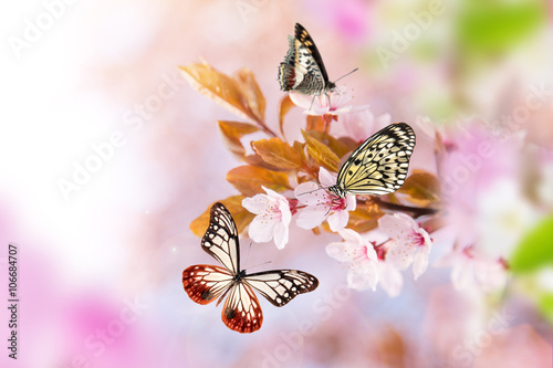Spring blossoms with butter...